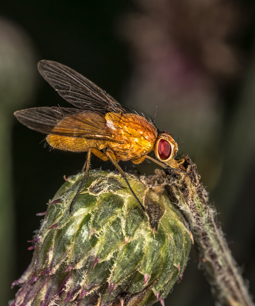 waldfliege Foto & Bild tiere, wildlife, insekten Bilder auf