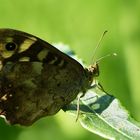 Waldflieger