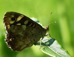 Waldflieger