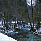 Waldfluss