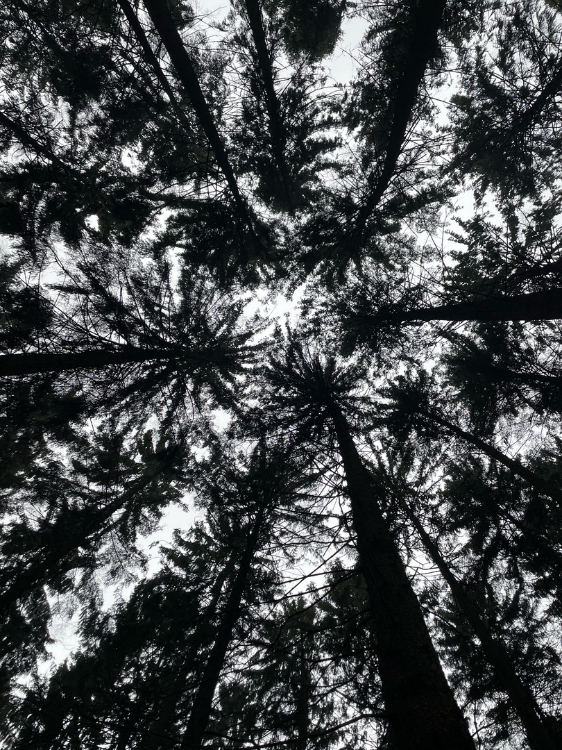 Waldformen