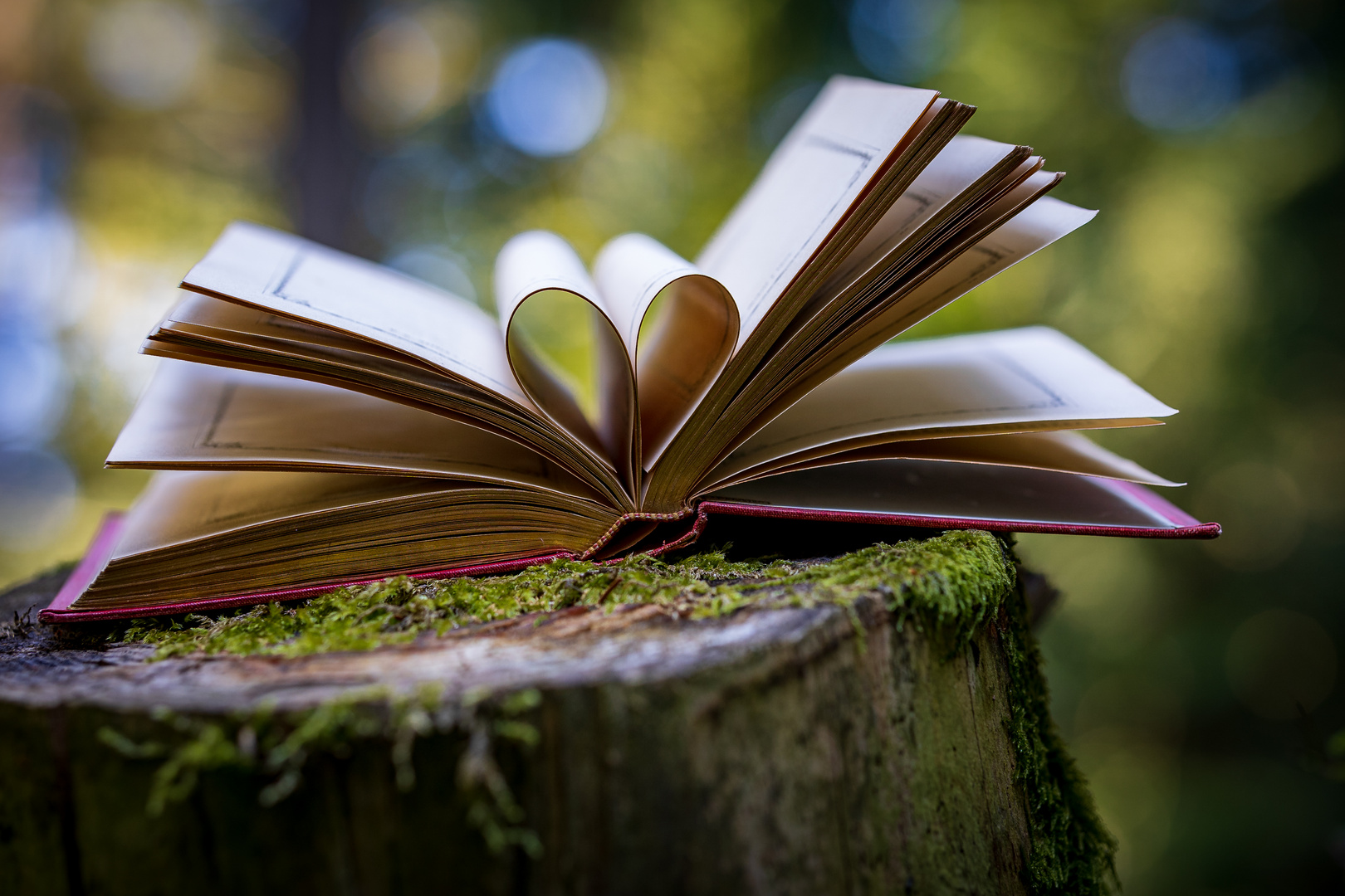 Waldfoto mit Buch