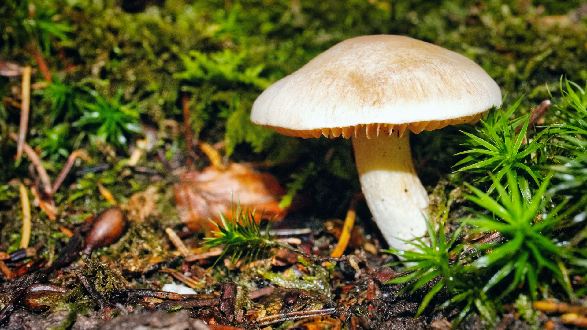 Waldfotografie Pilz