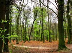 Waldfotos im zartesten GRÜN