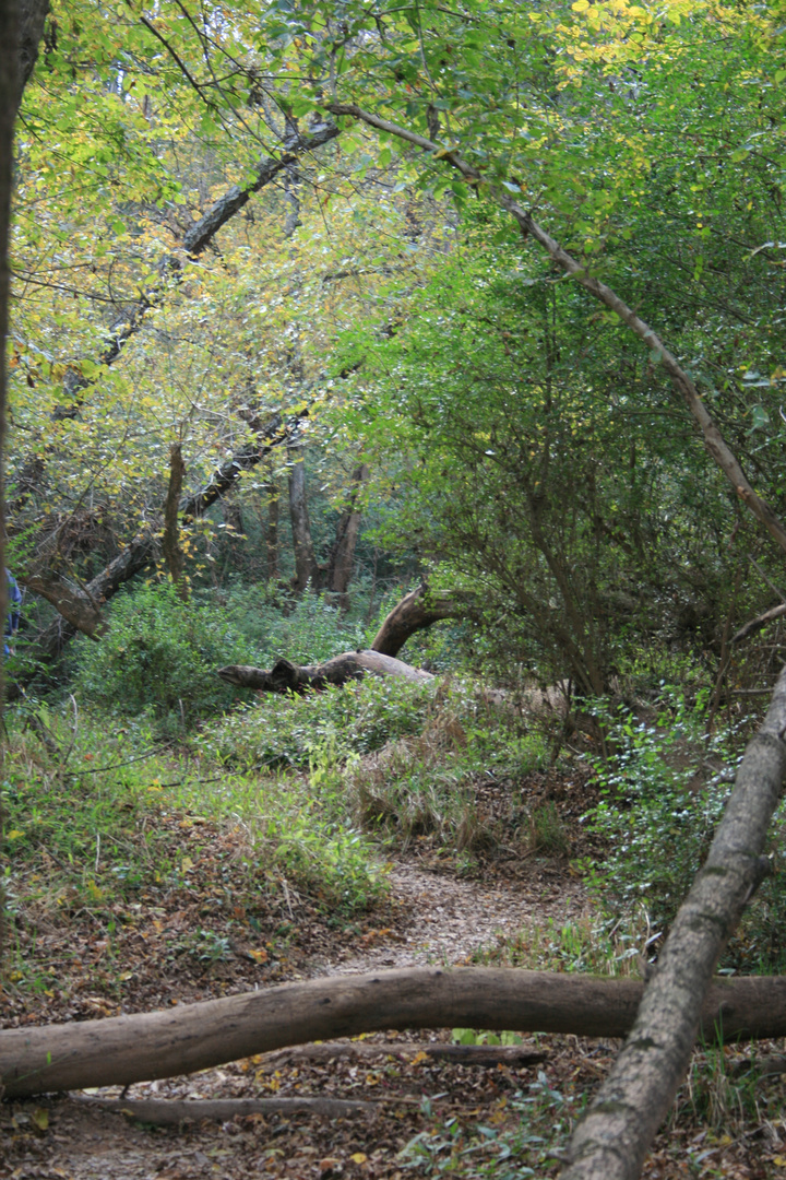 Waldfrieden