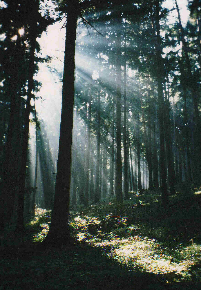 Waldfrieden