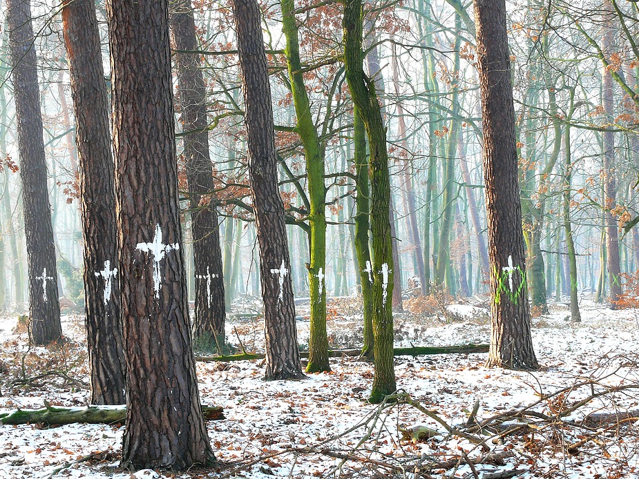 Waldfriedhof