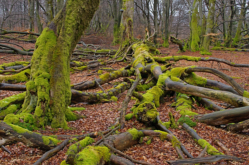 Waldfriedhof