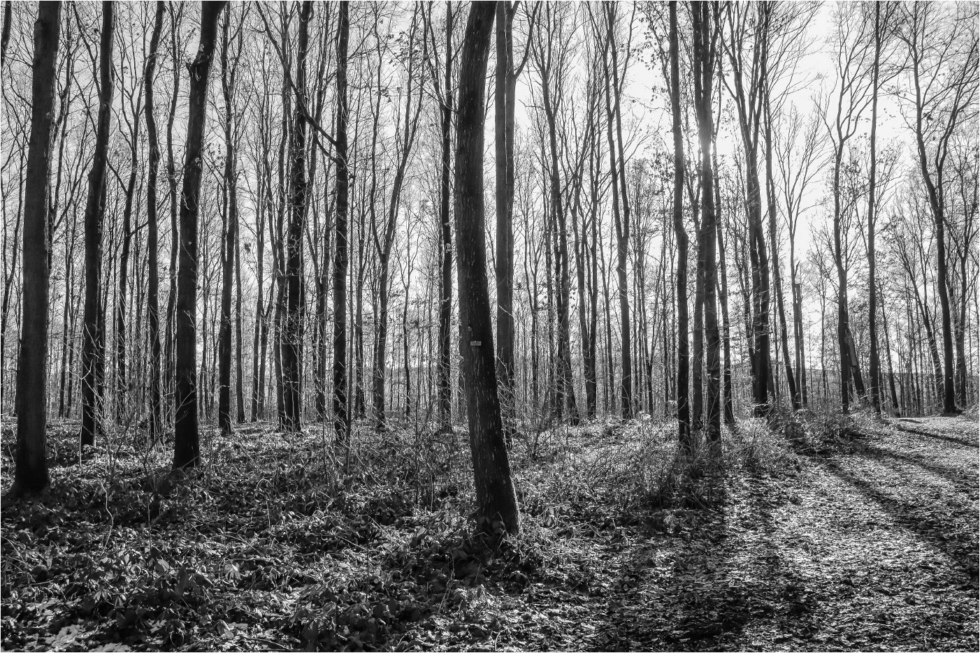 Waldfriedhof