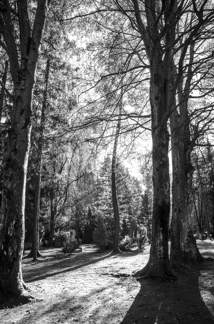 waldfriedhof