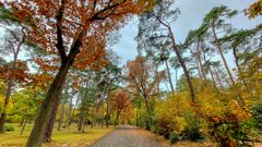 Waldfriedhof im Herbst