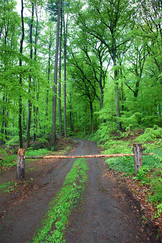 Wald...frisch gewaschen