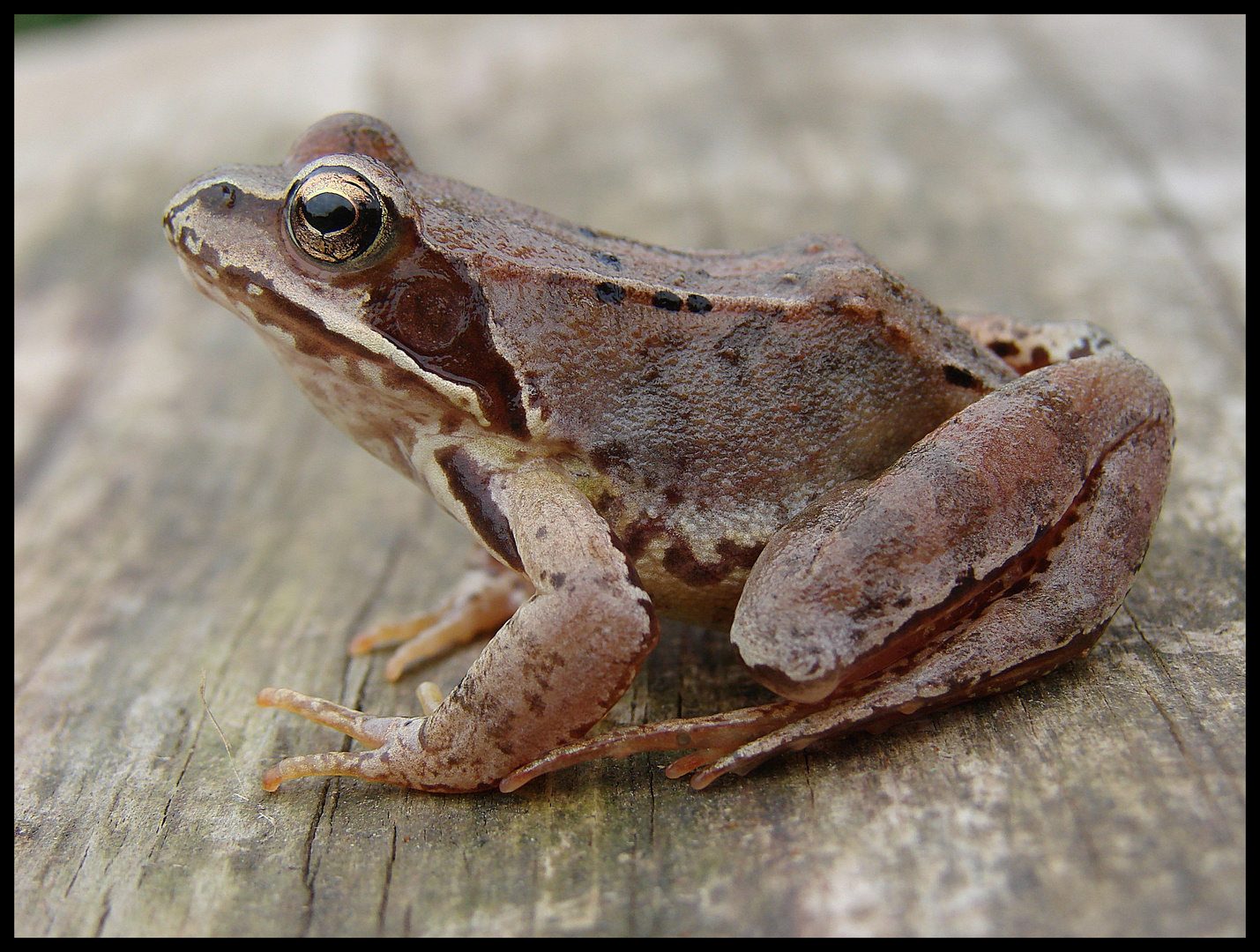 Waldfrosch