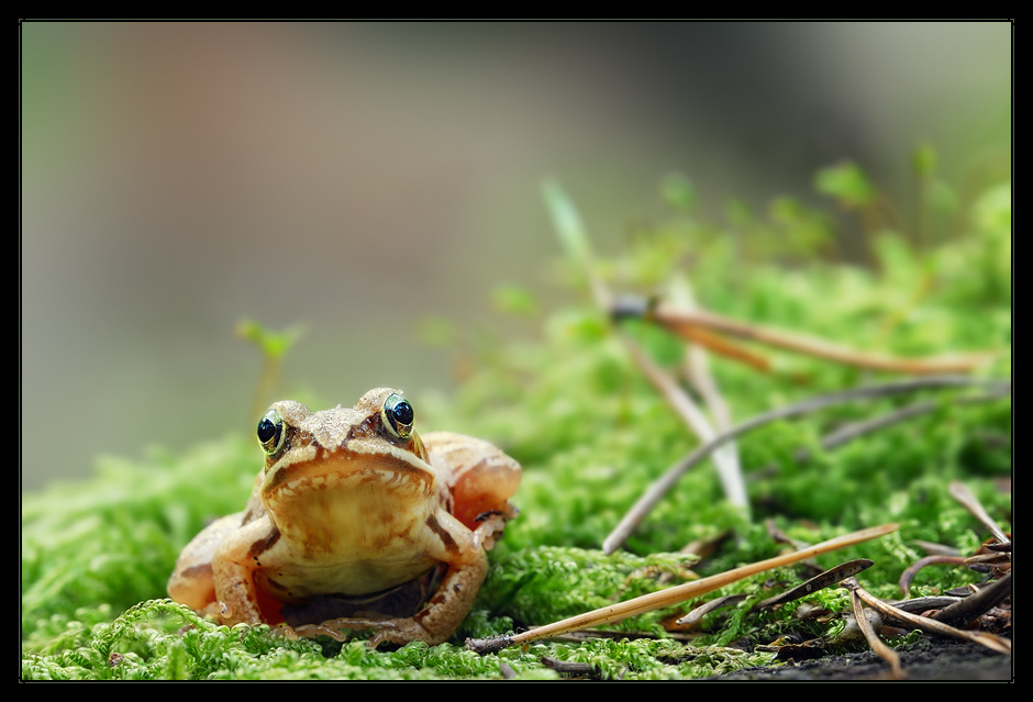 Waldfrosch