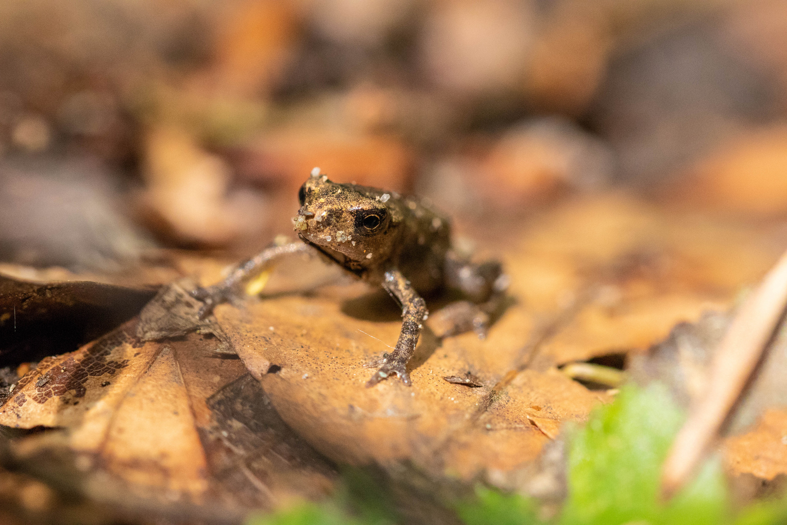 Waldfrosch