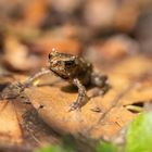 Waldfrosch