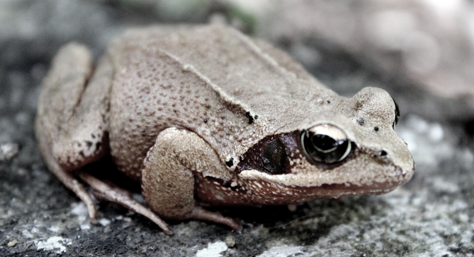 Waldfrosch