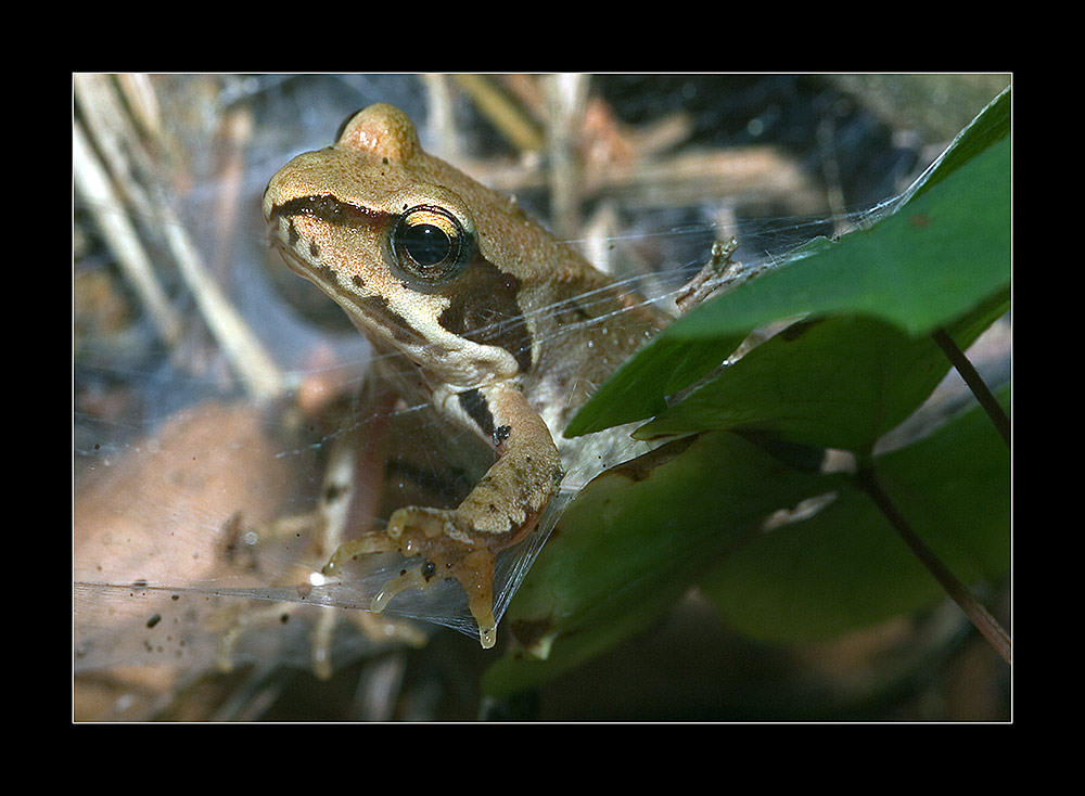 Waldfrosch