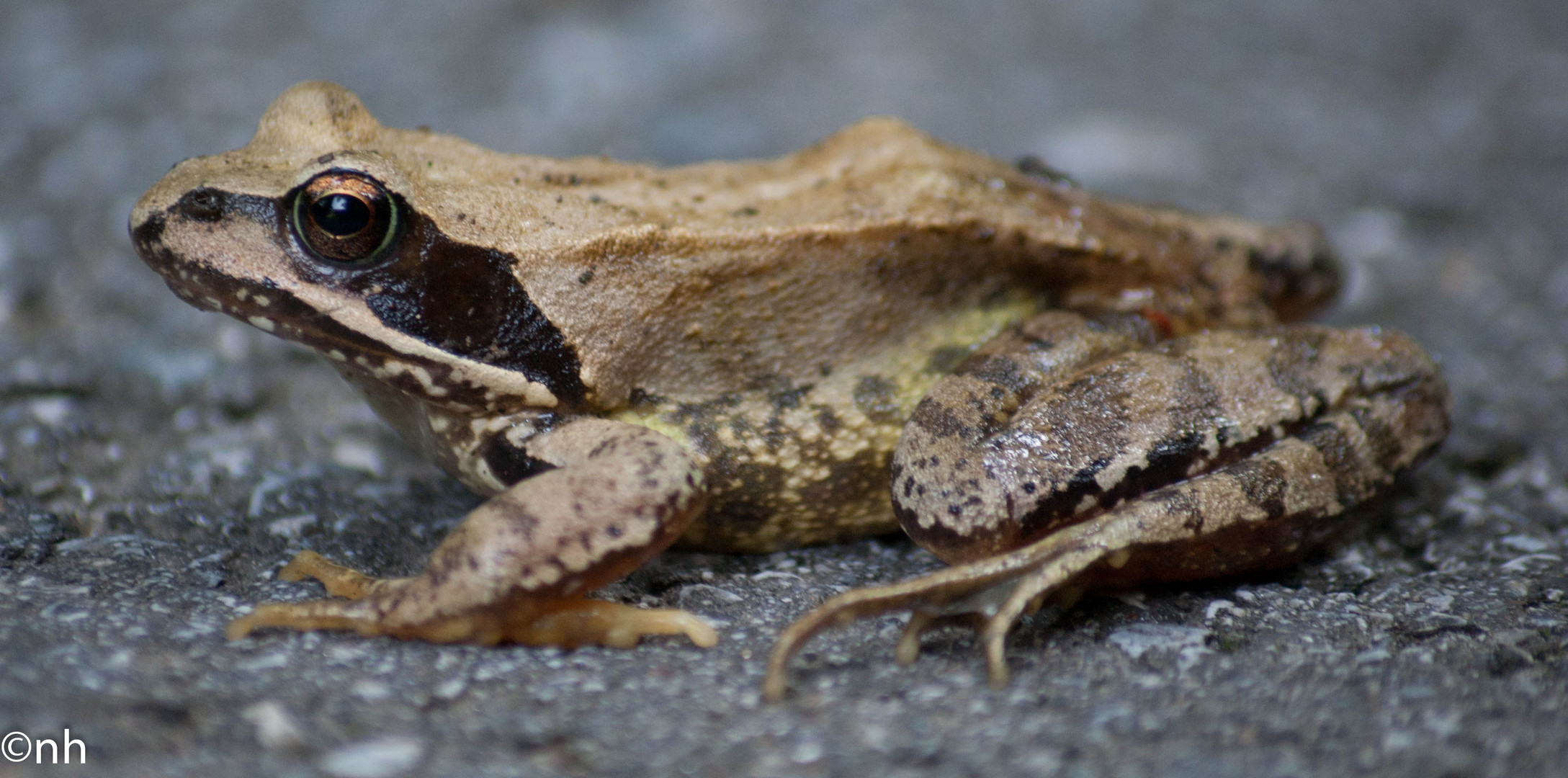 Waldfrosch