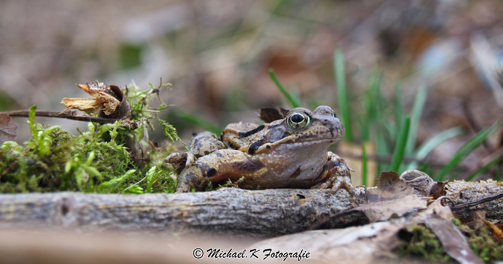 Waldfrosch