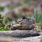 Waldfrosch