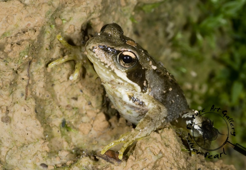 Waldfrosch