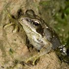 Waldfrosch