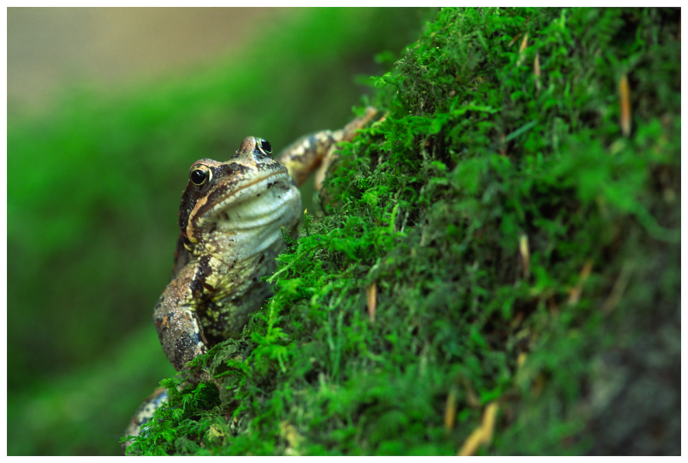 Waldfrosch