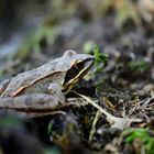 Waldfrosch