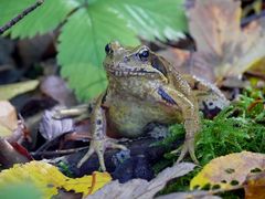 Waldfrosch