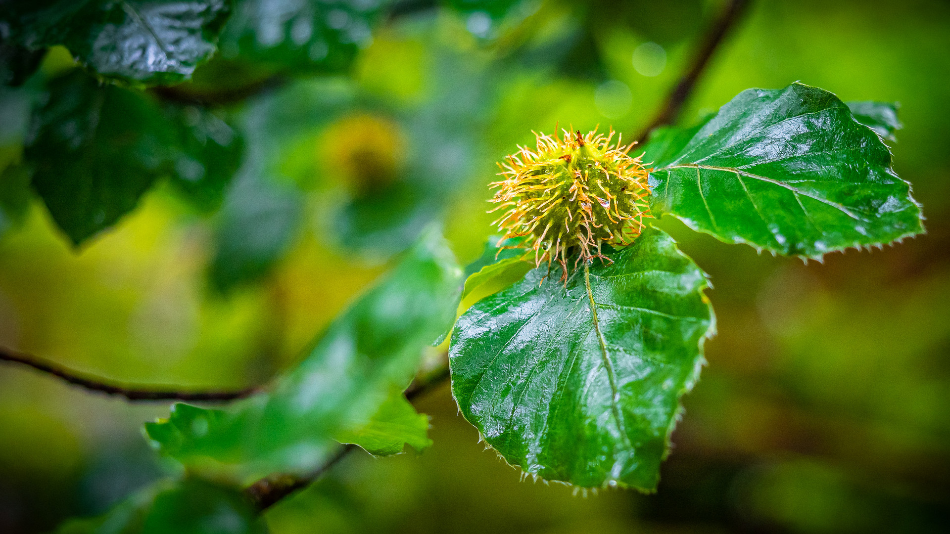 Waldfrucht