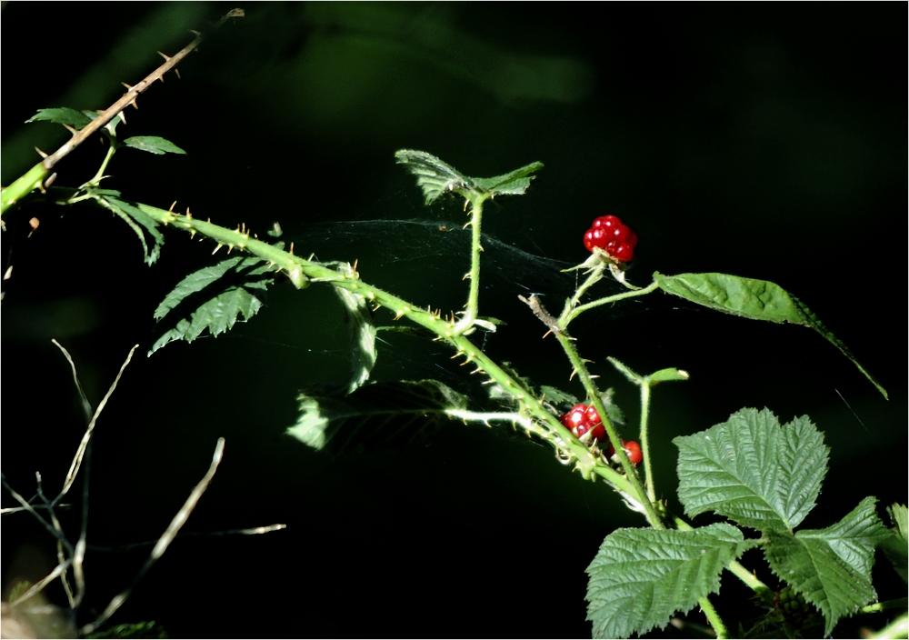 Waldfrucht