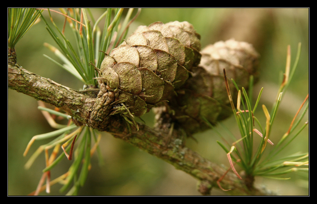 Waldfrucht