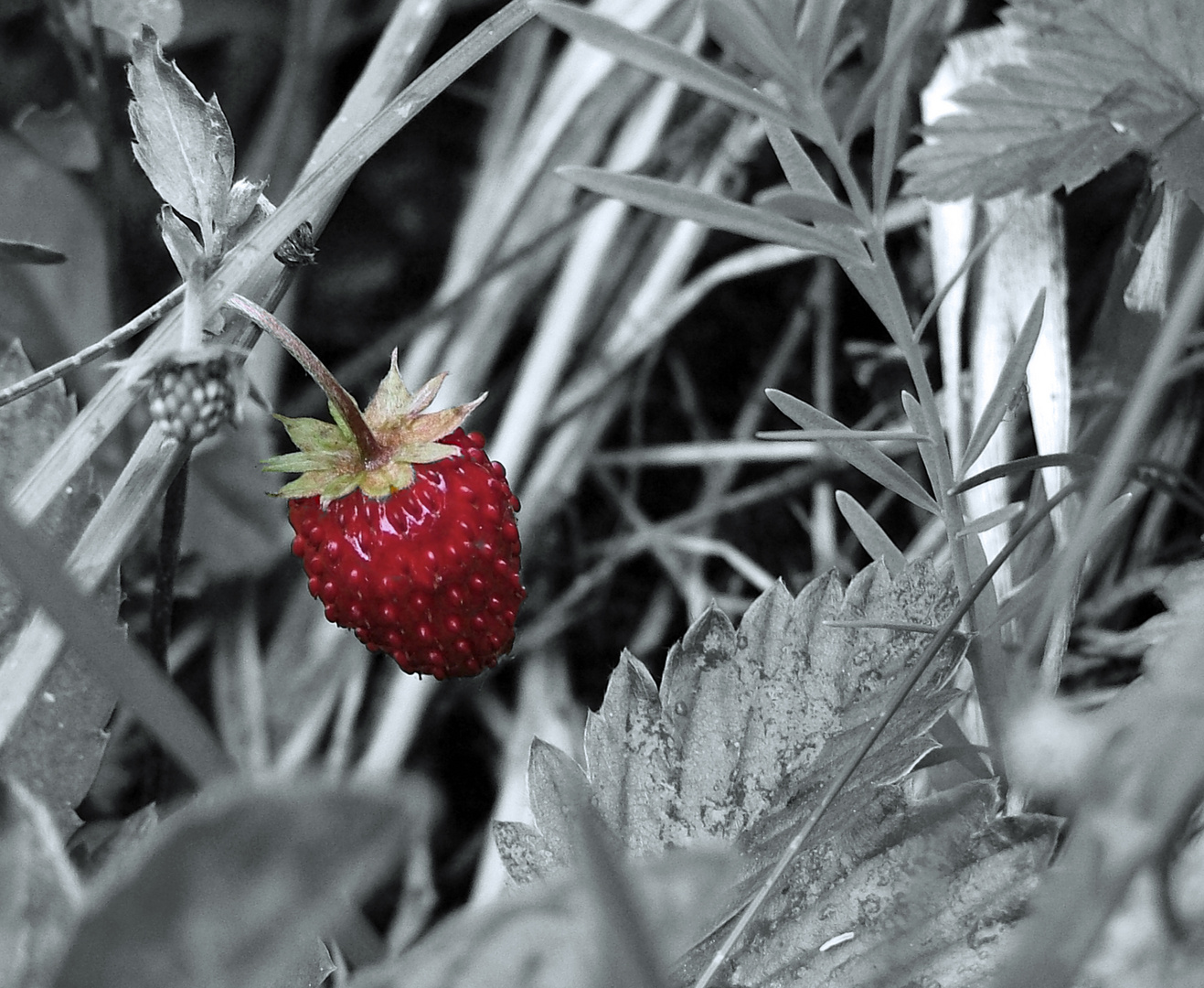 Waldfrucht