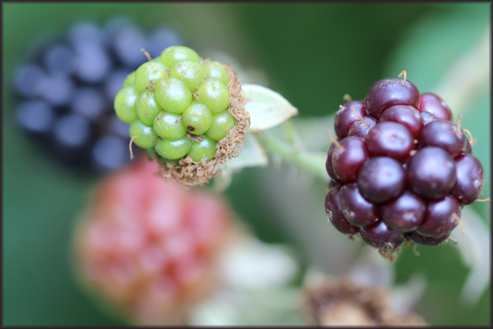 Waldfrucht