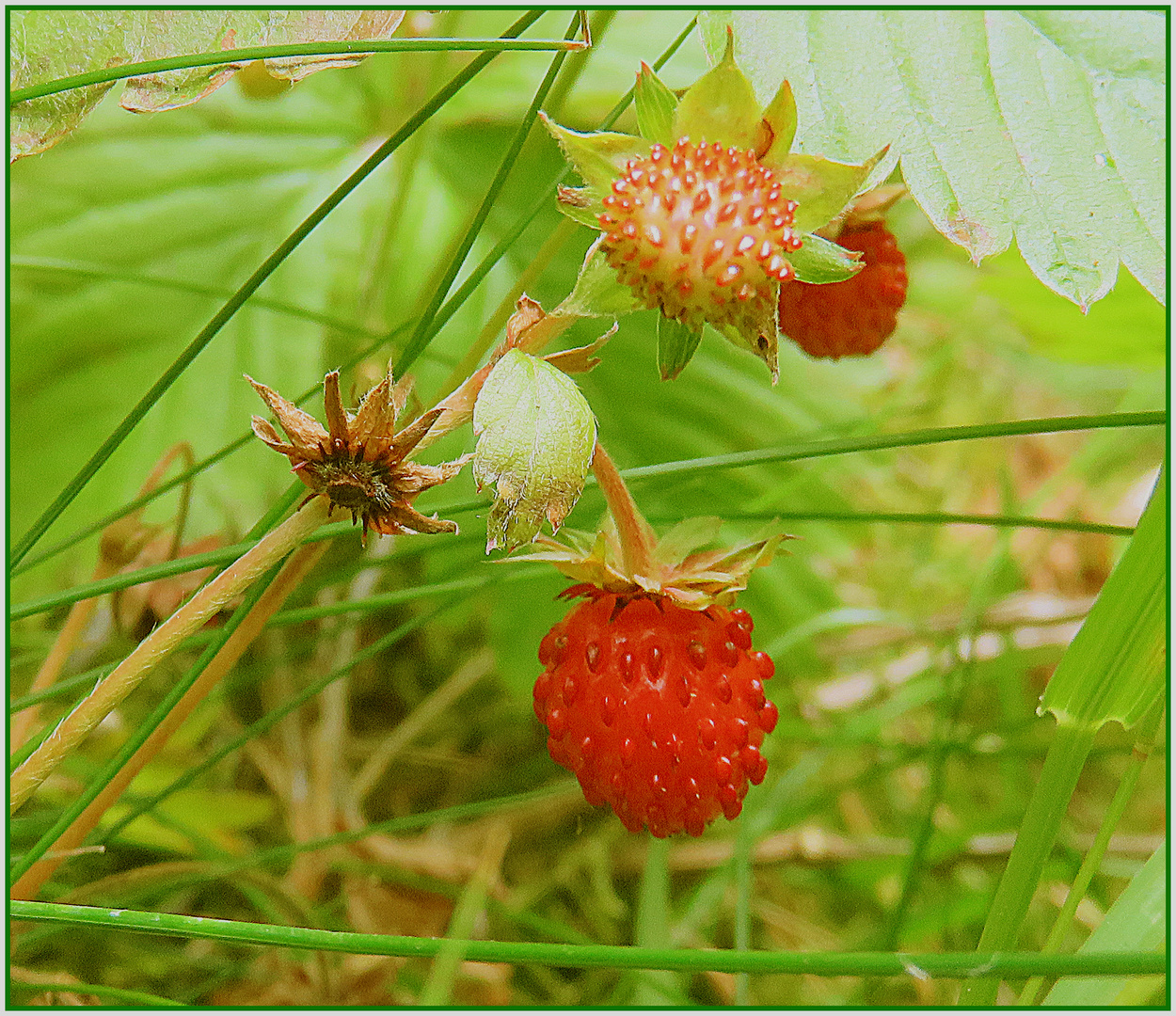 Waldfrüchte