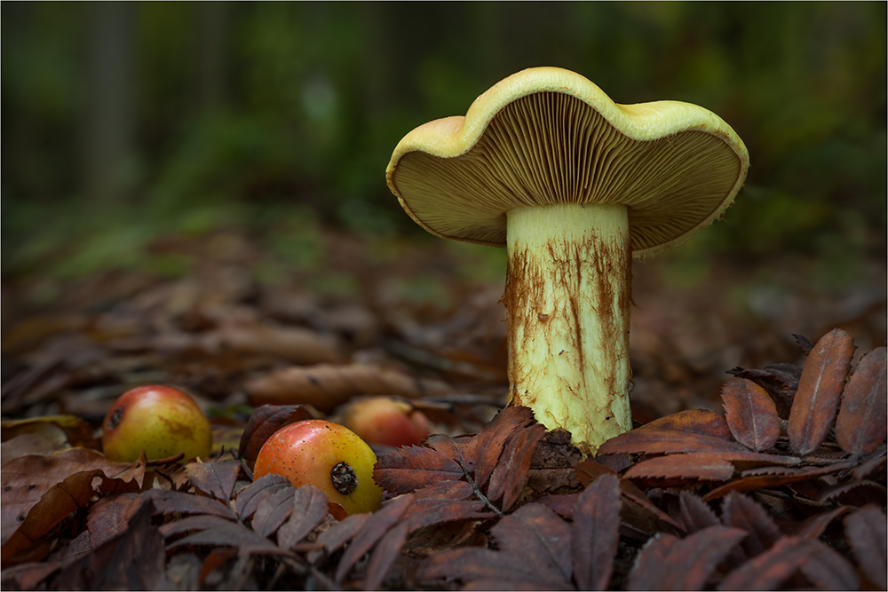 Waldfrüchte an Giftpilz