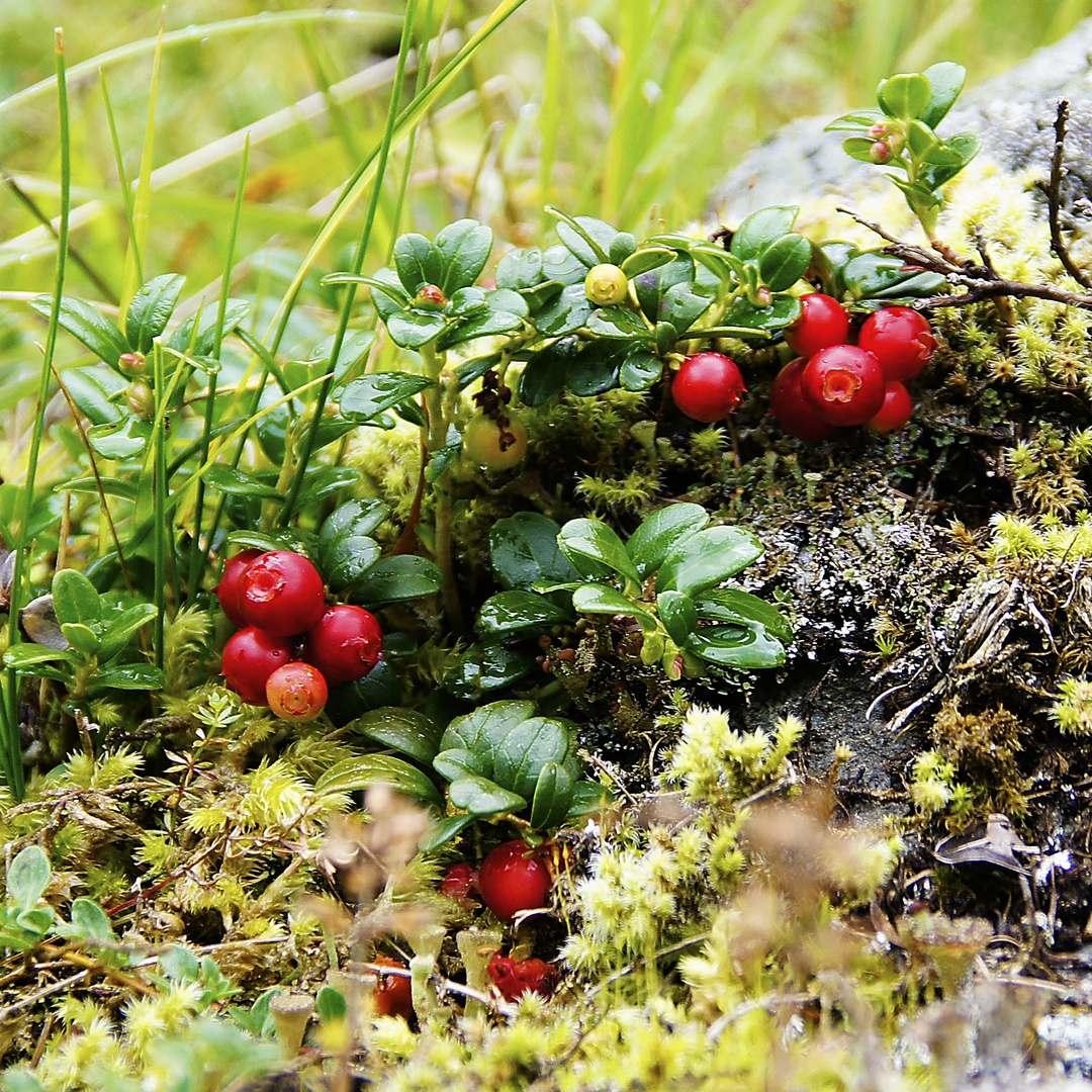 Waldfrüchte