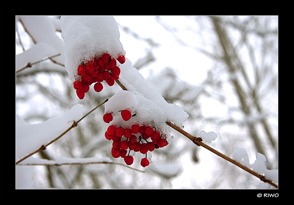 Waldfrüchte mit Schnee.....