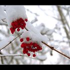 Waldfrüchte mit Schnee.....