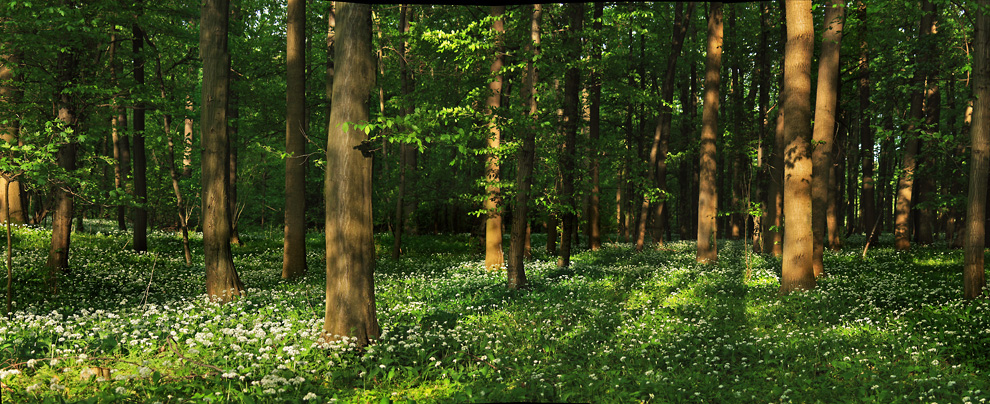 Waldfrühling