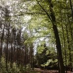 Waldfrühling 1