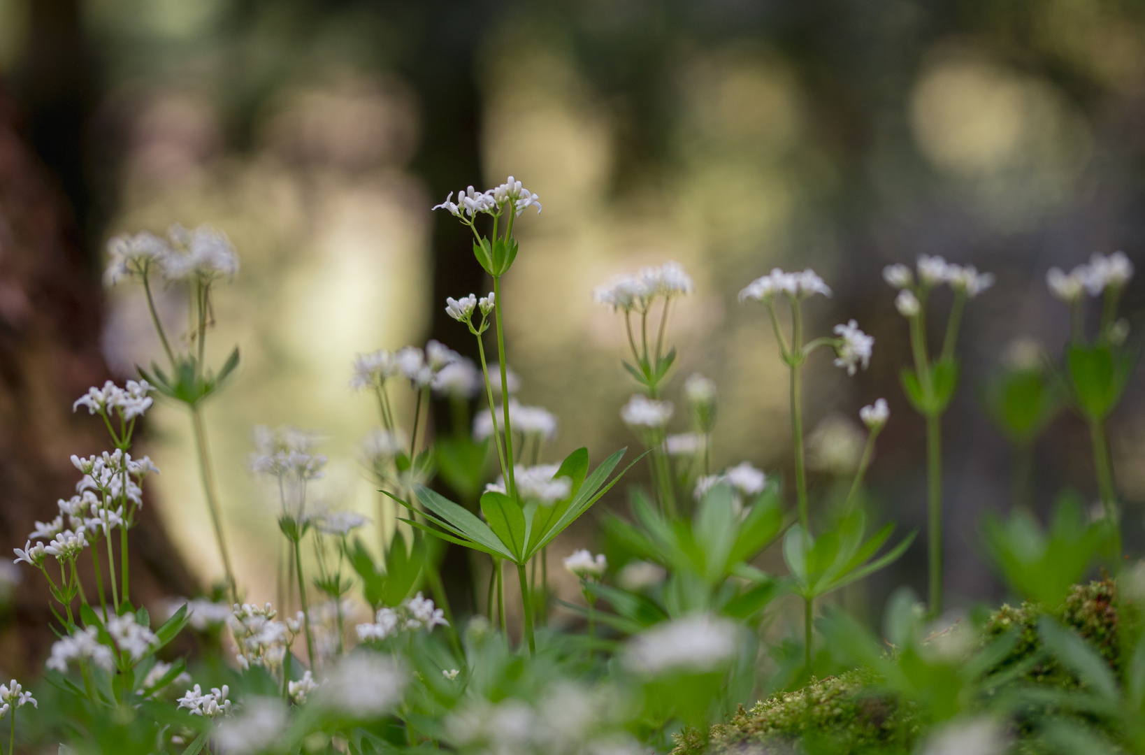 Waldfrühling