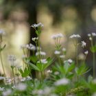 Waldfrühling