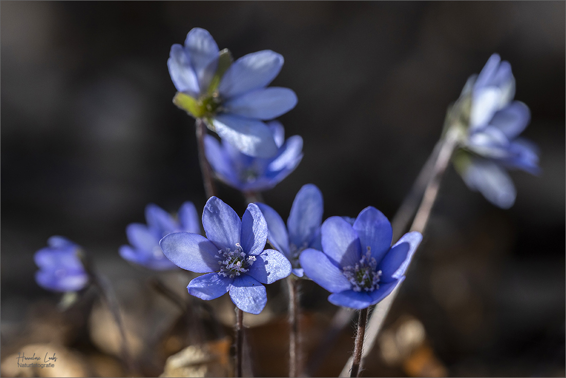 Waldfrühling