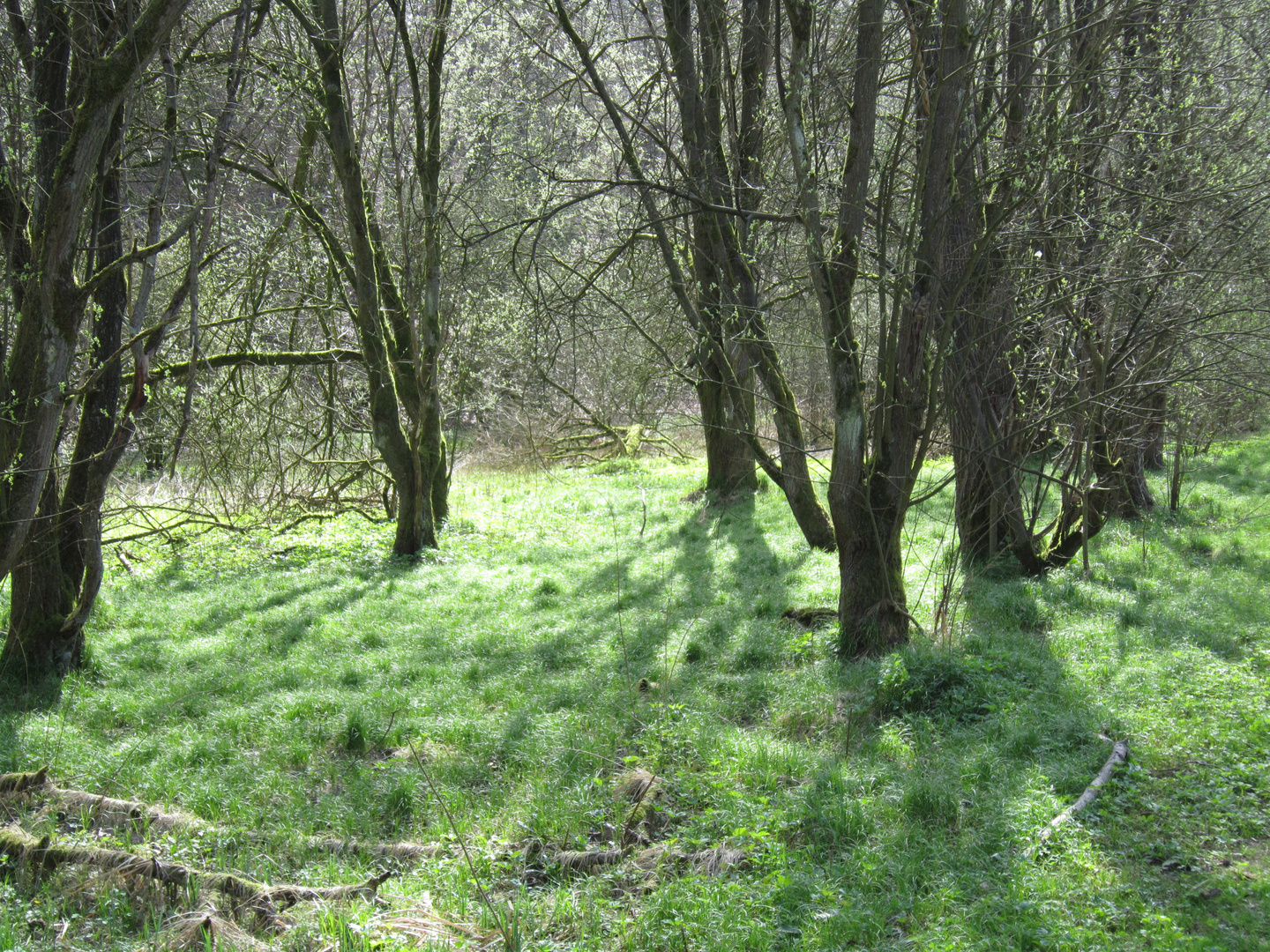 Waldfrühling