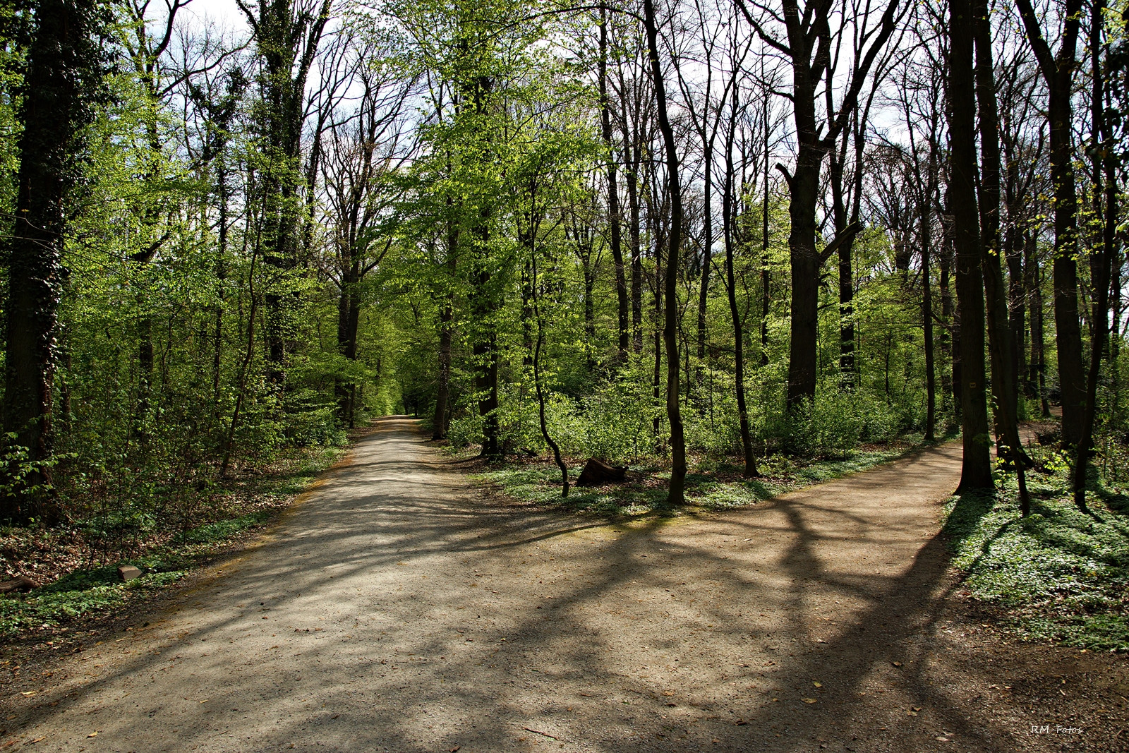 Waldfrühling 2