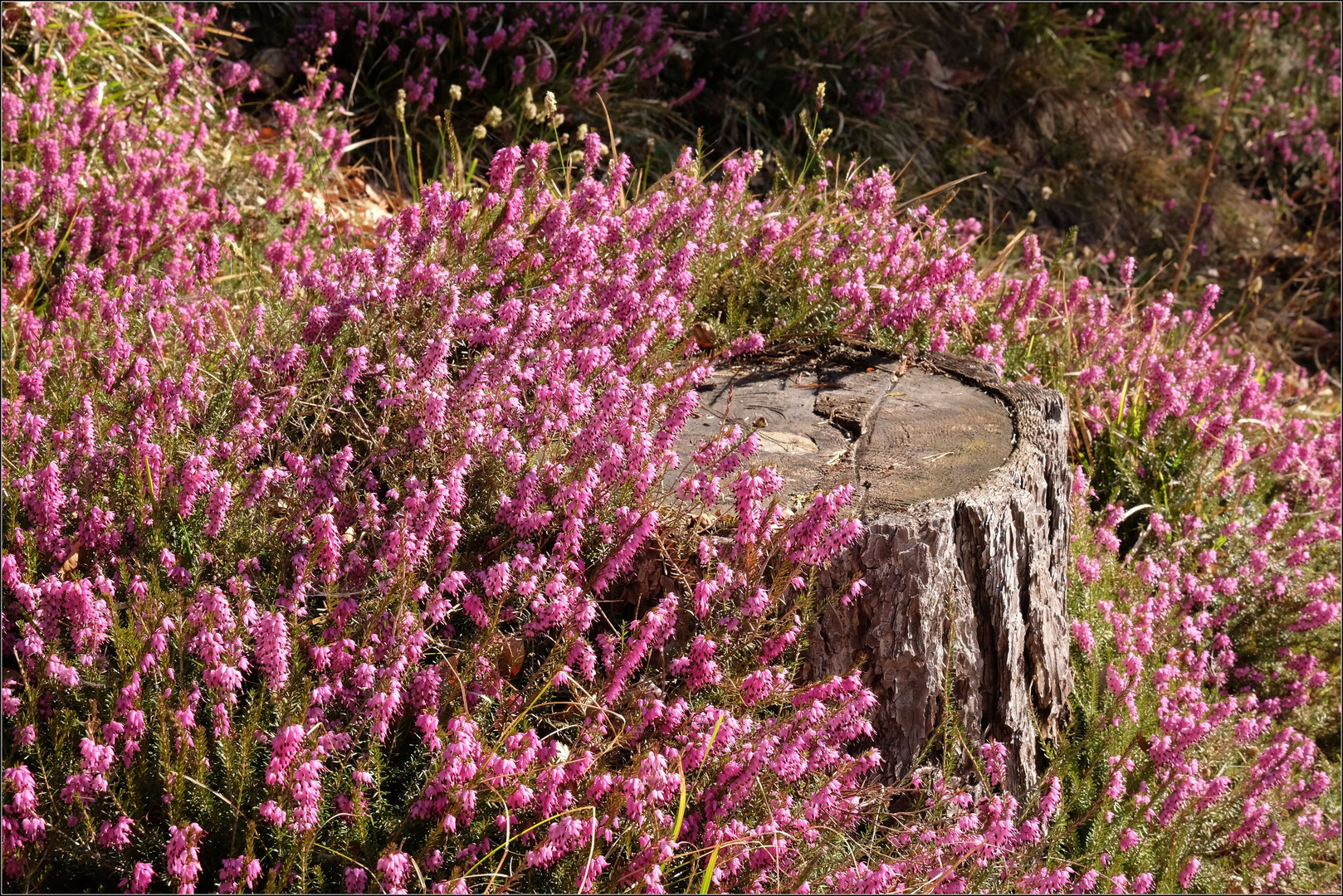 Waldfrühling 2