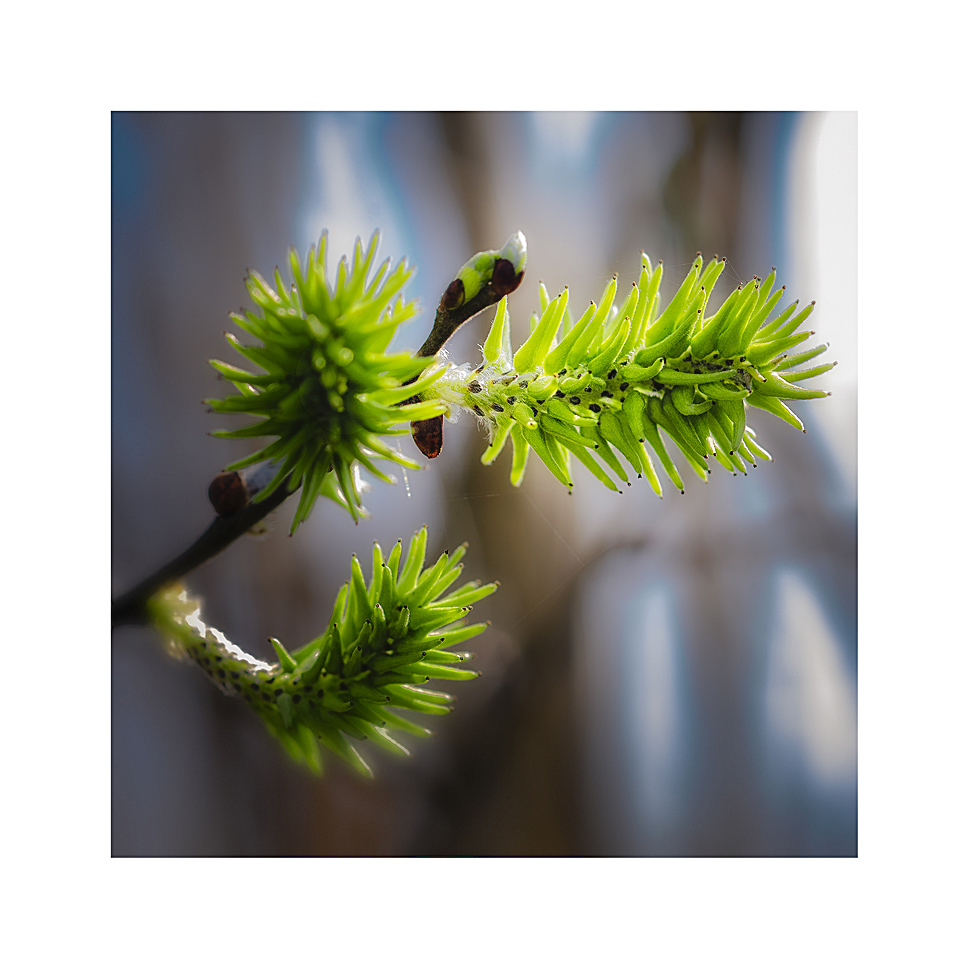 Waldfrühling 2