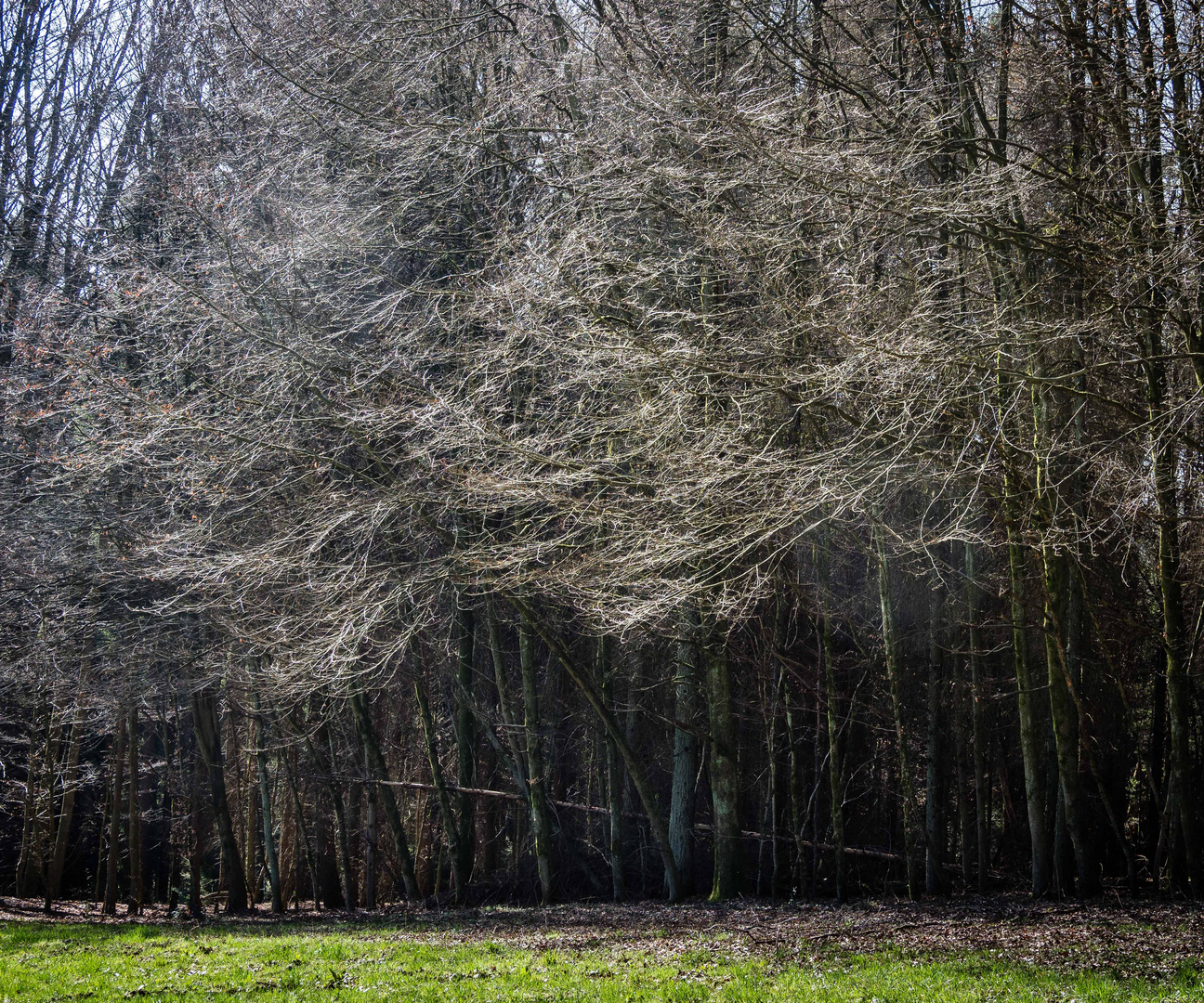 Waldfrühling